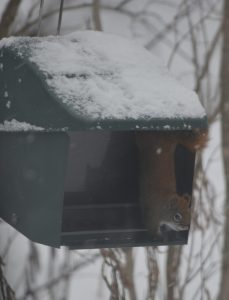 Red squirrel getting seed from a squirrel-proof feeder. Image: N. Shambaugh